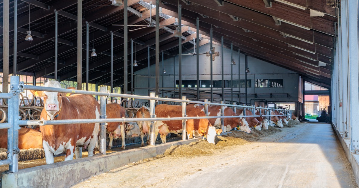 lesterbuildingsystems-470710-cows-large-barn-blogbanner.jpg Cattle stand inside a large livestock barn with feeding areas and an open concrete aisle running alongside them.