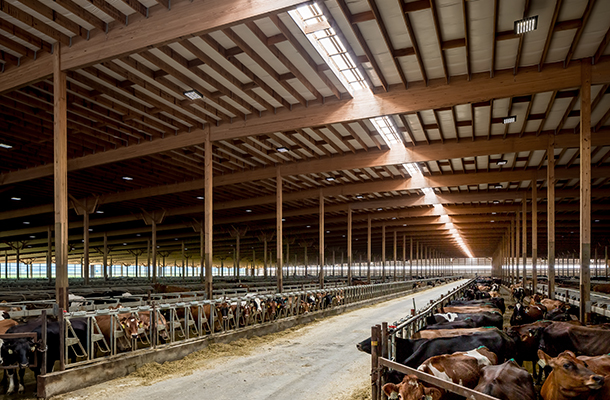 DairyBarnFreestalls.jpg DairyBarnFreestalls.jpg