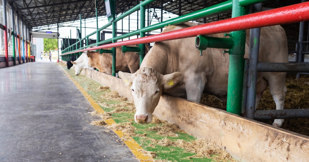 lesterbuildingsystems-470710-barn-cows-feeding-imagea.jpg Cattle feed along a barrier inside a covered livestock barn with an open aisle beside the feeding area.