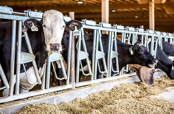 DairyCows.jpg DairyCows.jpg
