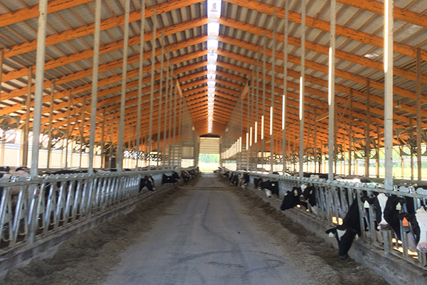 Waterloo WI, Dairy Freestall, Brad Hovden, Lester Buildings