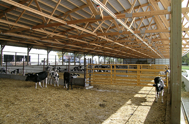 Stewart, MN Dairy calf housing, Ron Foust, Lester Buildings
